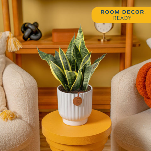 Costa Farms Snake Plant foliage close-up, architectural greens for modern decor.