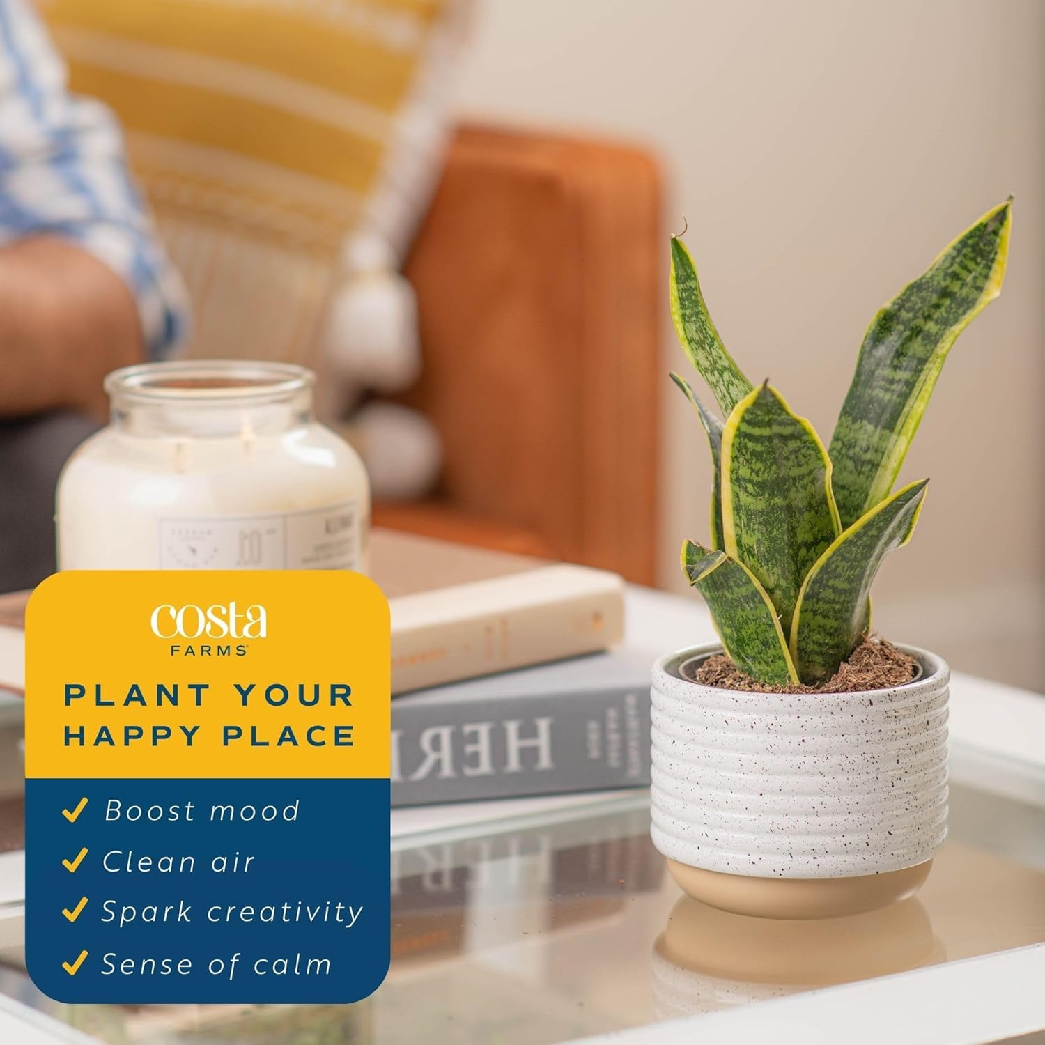 Costa Farms Snake Plant suits office desks for a calm, professional vibe.