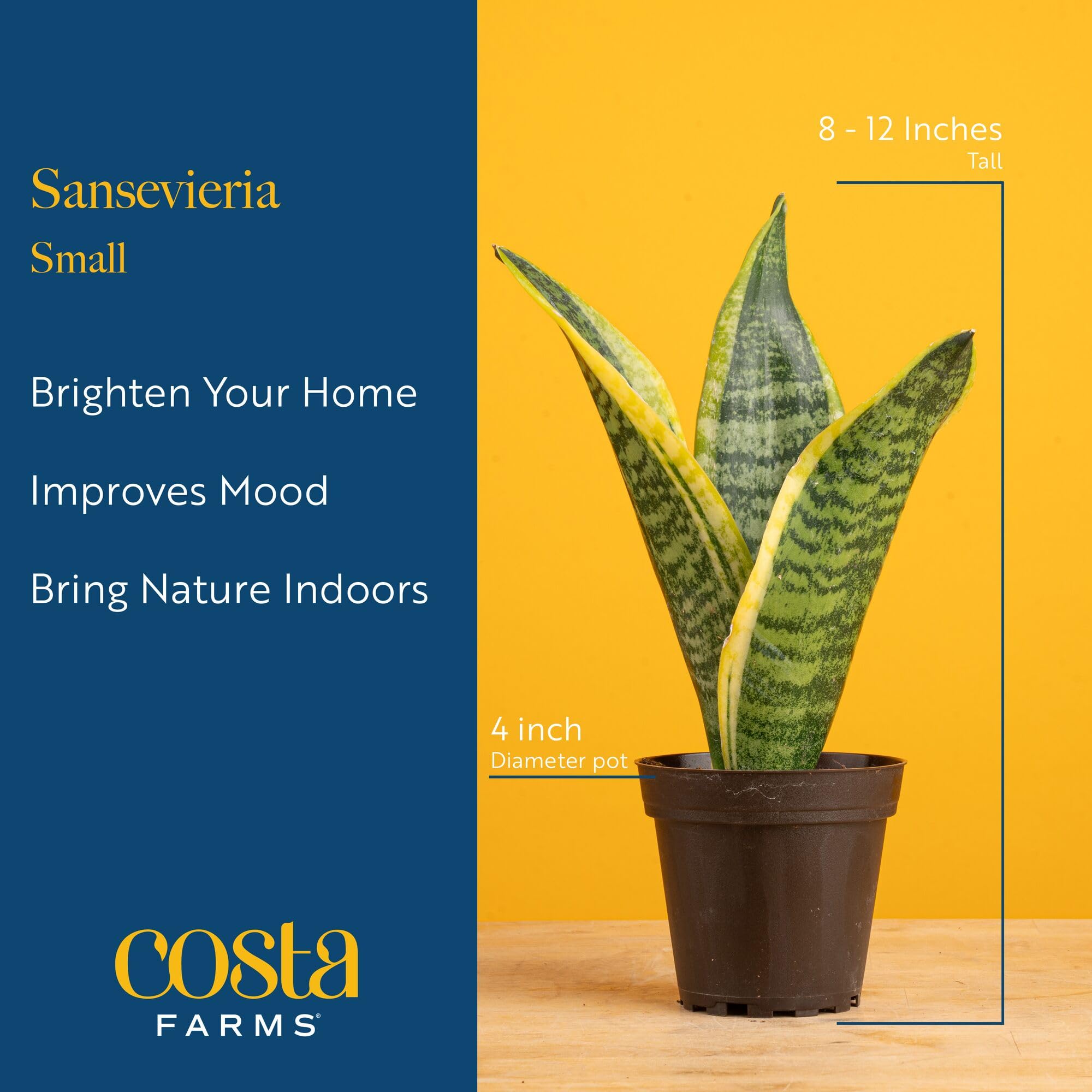 Costa Farms Snake Plant brightens any room as a stylish decor piece.