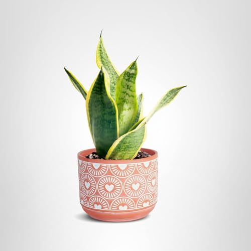 Costa Farms Snake Plant enhances rooms with low-light resilience and timeless style.