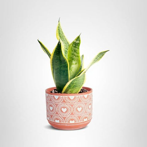 Costa Farms Snake Plant enhances rooms with low-light resilience and timeless style.
