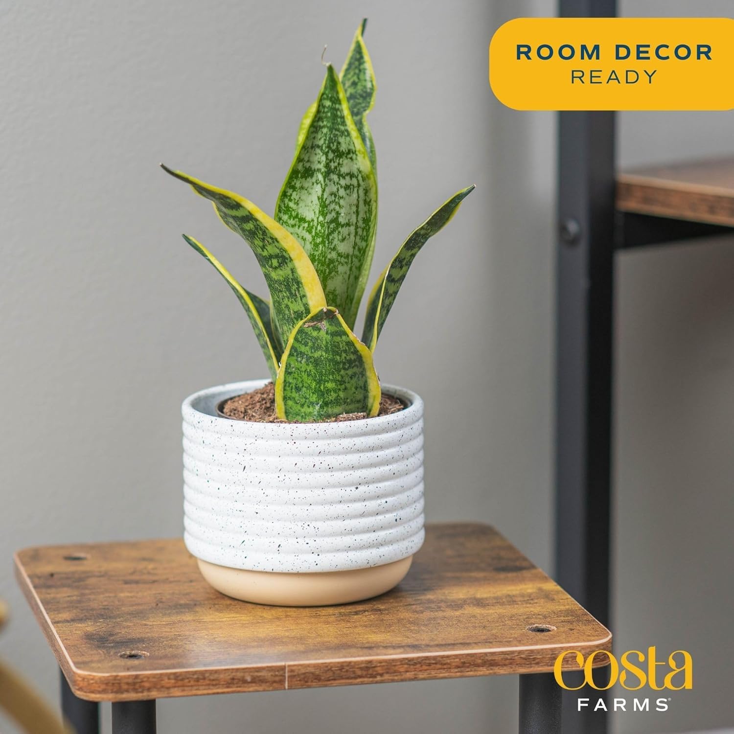 Costa Farms Snake Plant in plastic pot ready to display at home.