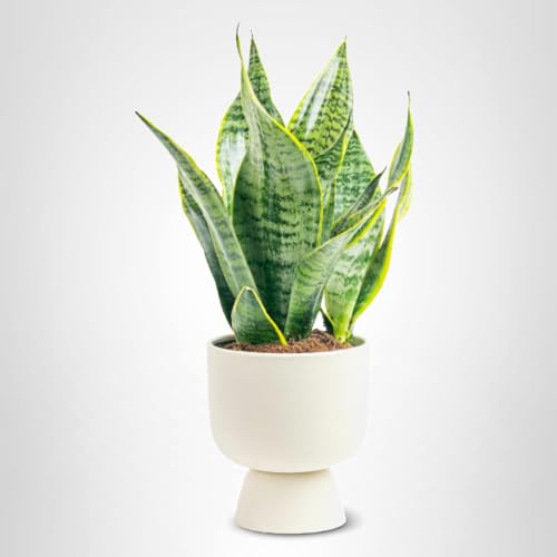Costa Farms snake plant adds vertical interest to any room.