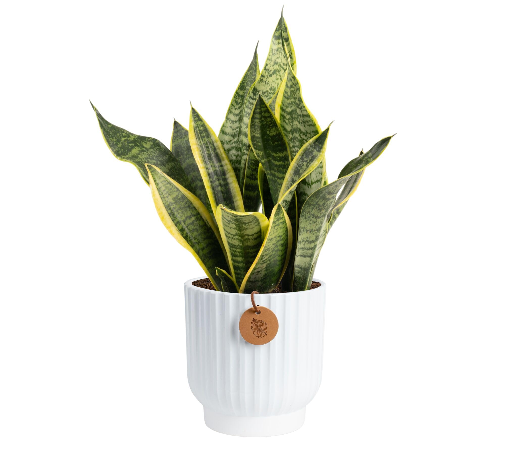 Costa Farms Snake Plant in white ceramic pot on a desk, ideal for bright indirect light.