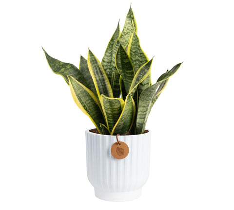 Costa Farms Snake Plant in white ceramic pot on a desk, ideal for bright indirect light.