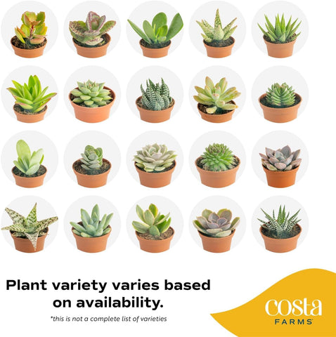 Costa Farms succulent arrangement on a sunny desk for vibrant, low-maintenance decor.