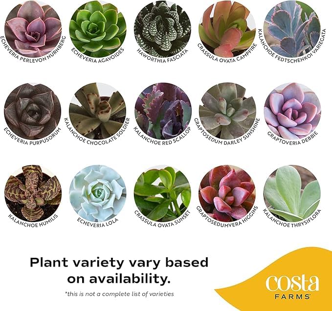Costa Farms succulent desk display brightens workspaces with low-maintenance charm