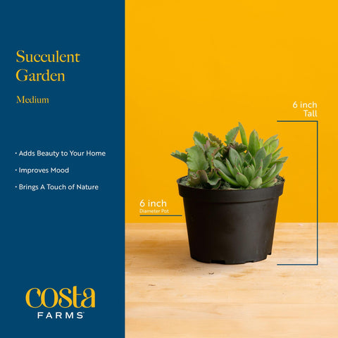 Costa Farms tabletop centerpiece features a compact, easy-care plant duo for shelves