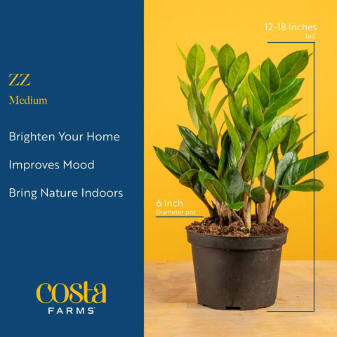 Costa Farms ZZ Plant supports indoor air quality with minimal upkeep.