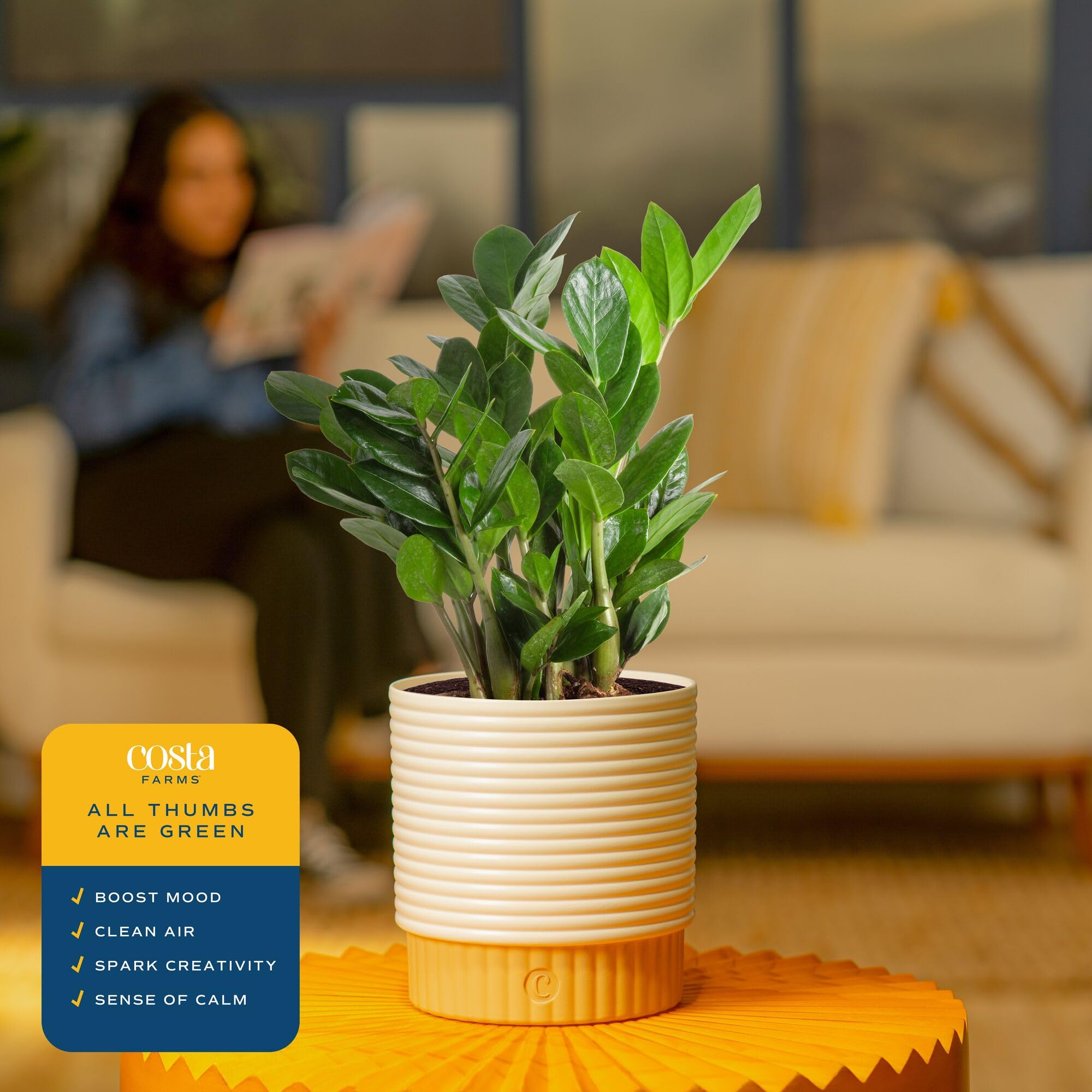 Costa Farms ZZ Plant on a desk offers a low-maintenance indoor accent.