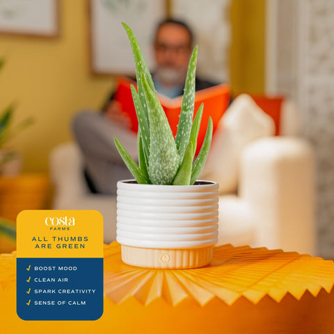 Costa Farms Aloe Vera arrives securely packaged fresh from farm