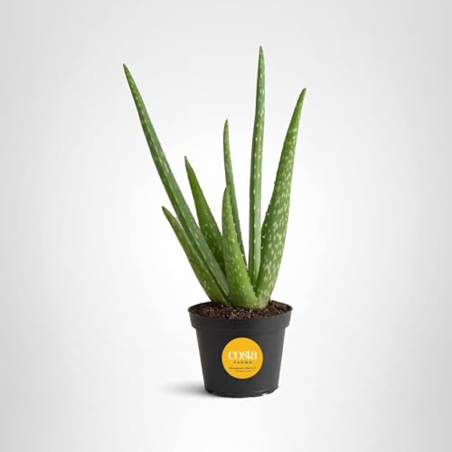 Costa Farms Aloe Vera gift-packaging for birthdays or housewarmings.