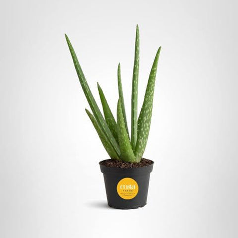 Costa Farms Aloe Vera gift-packaging for birthdays or housewarmings.