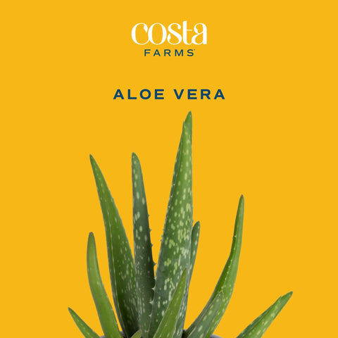 Costa Farms Aloe Vera leaf close-up highlighting texture for easy-care inspiration.