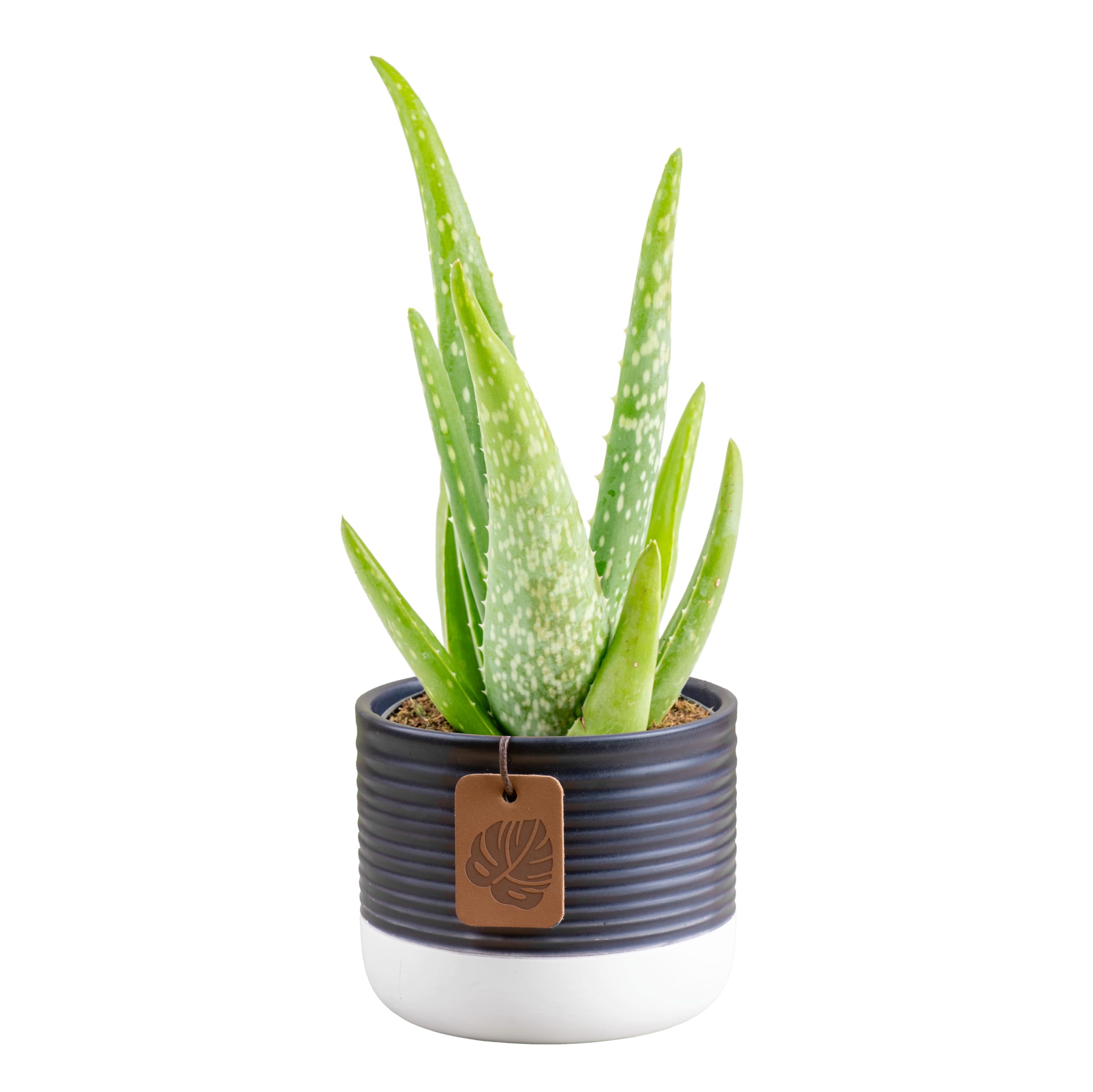 Costa Farms Aloe Vera in decorative pot on sunny windowsill, ideal for compact spaces