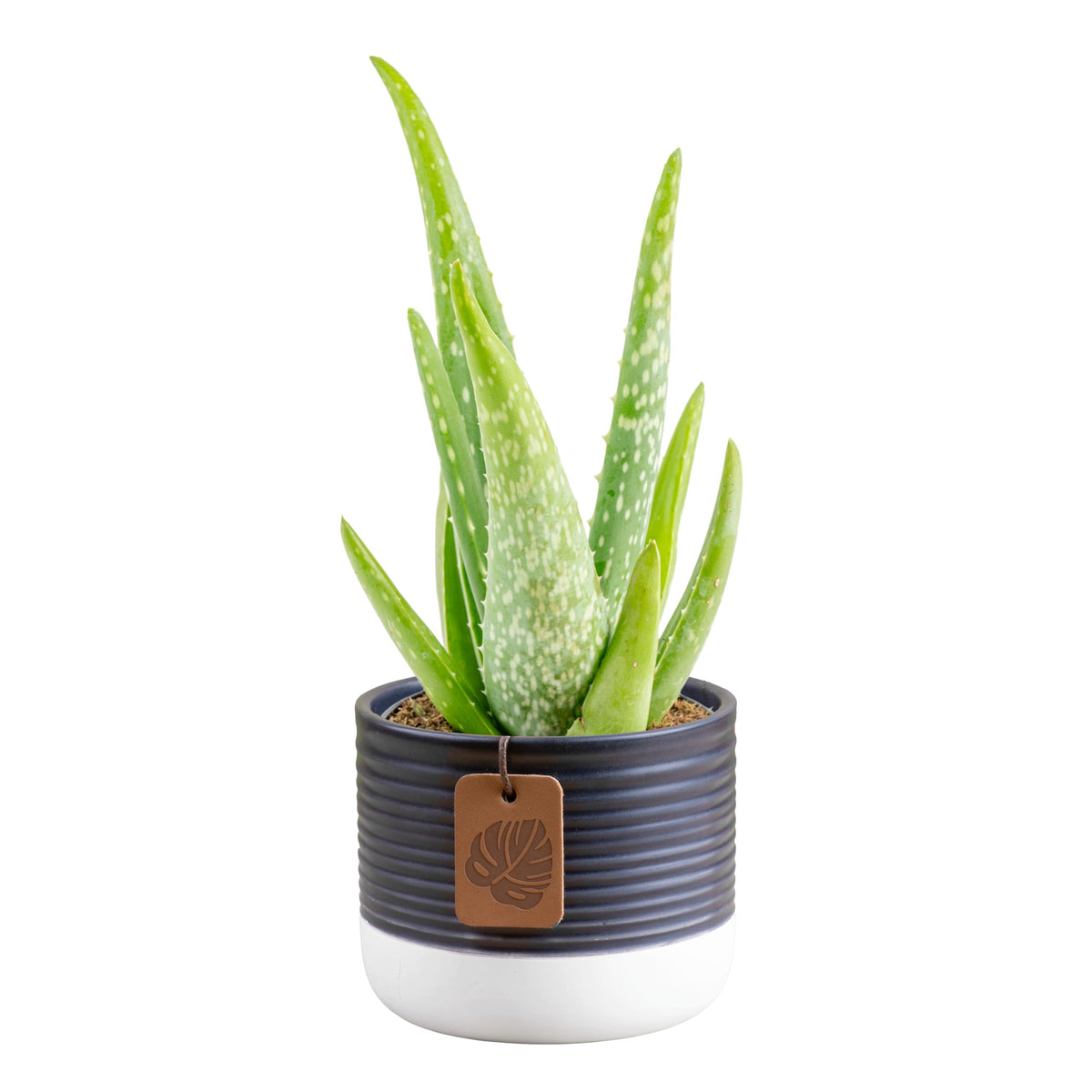 Costa Farms Aloe Vera in decorative pot on sunny windowsill, ideal for compact spaces