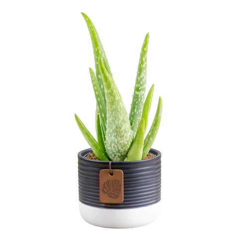 Costa Farms Aloe Vera in decorative pot on sunny windowsill, ideal for compact spaces