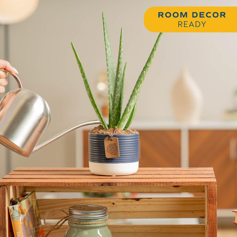 Costa Farms Aloe Vera plant in decorative pot on desk, adds natural decor and easy care