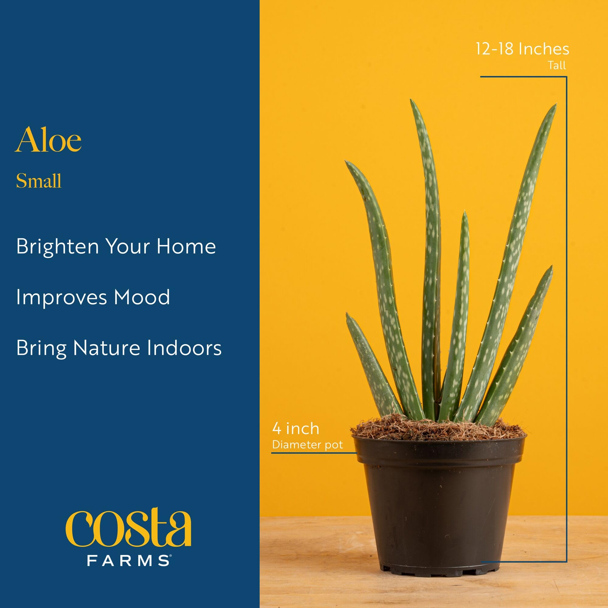Costa Farms Aloe Vera live plant with decorative pot, perfect for office or home décor