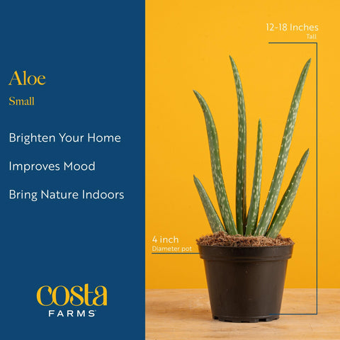 Costa Farms Aloe Vera live plant with decorative pot, perfect for office or home décor