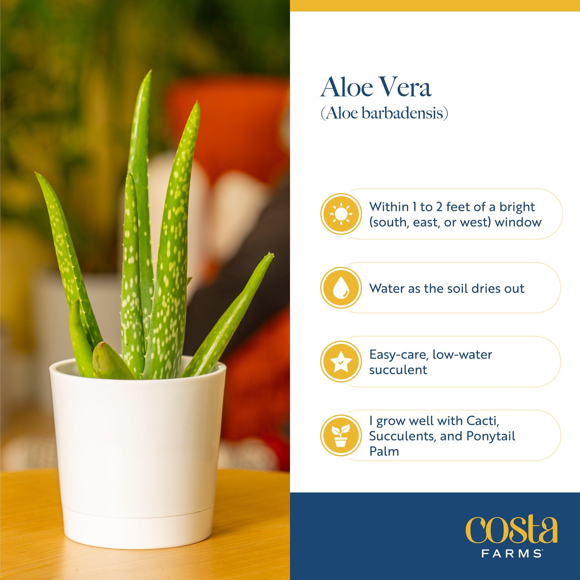 Costa Farms Aloe Vera plant in decorative pot on kitchen counter, ready to enliven space