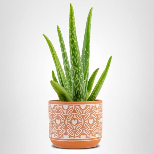 Costa Farms Aloe Vera in decorative pot for a fresh, natural work-from-home vibe