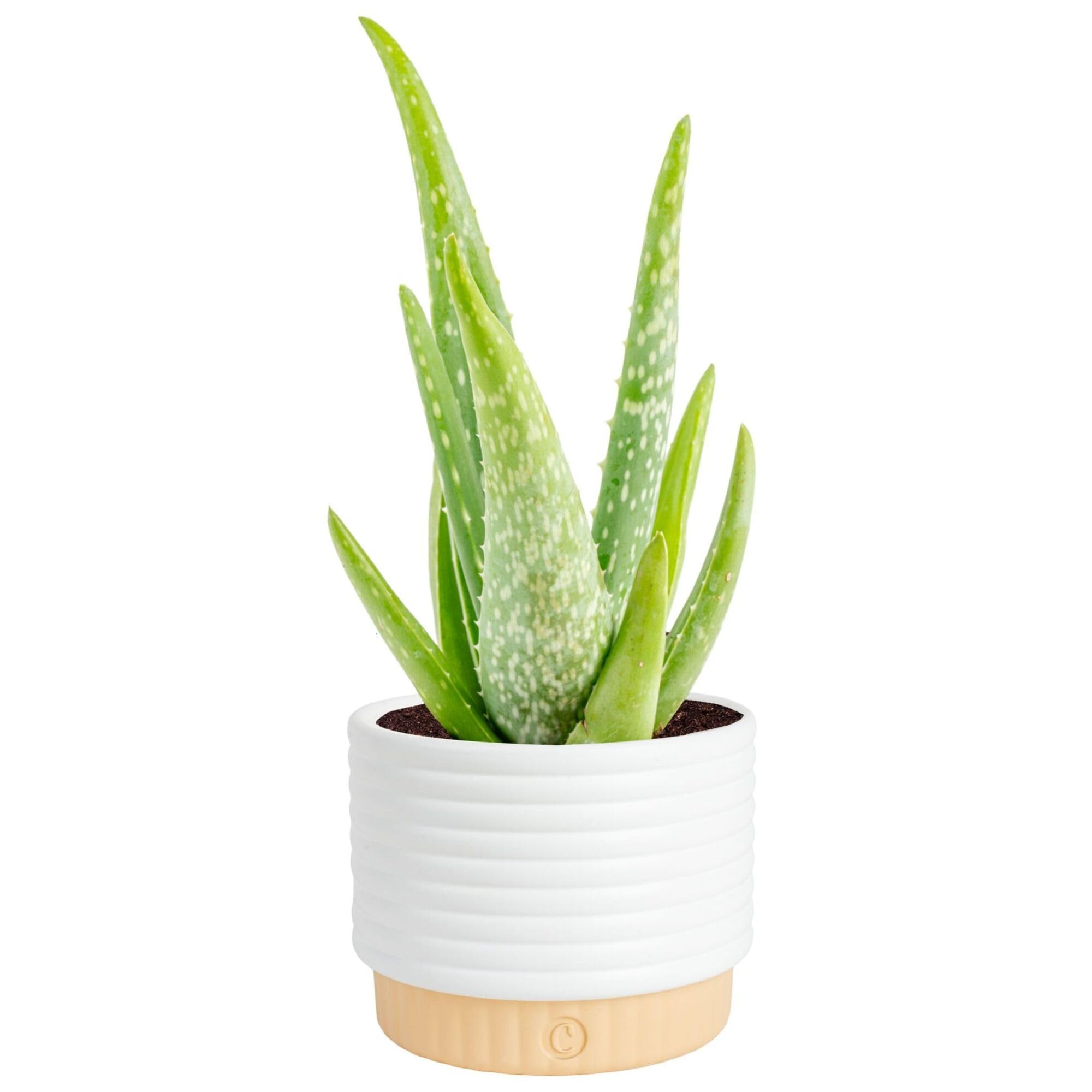 Costa Farms Aloe Vera live plant in decorative pot for bright home decor