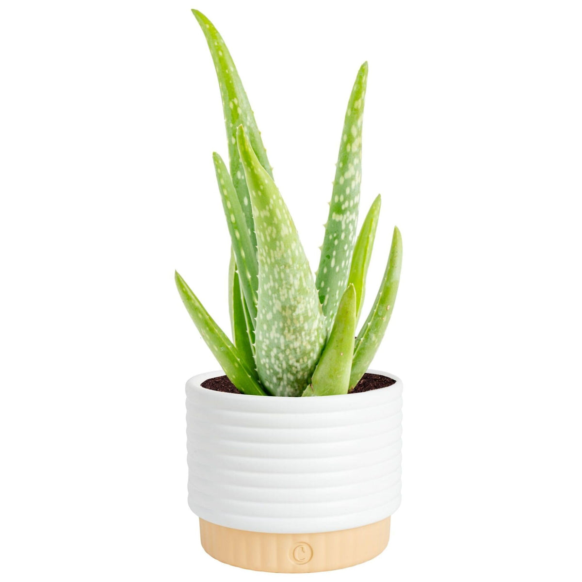 Costa Farms Aloe Vera live plant in decorative pot for bright home decor