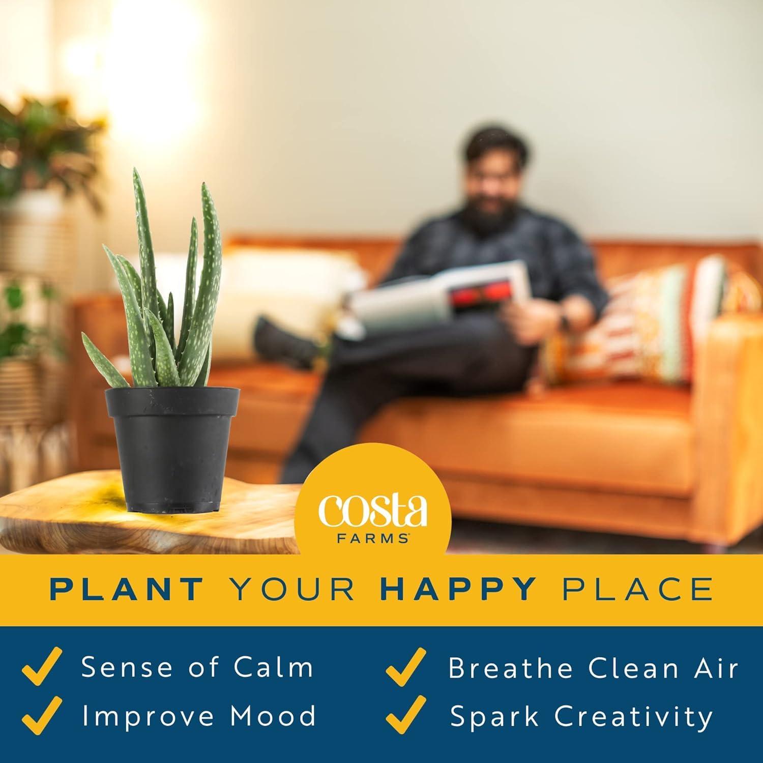 Costa Farms Aloe Vera on an office desk boosts greenery and focus.
