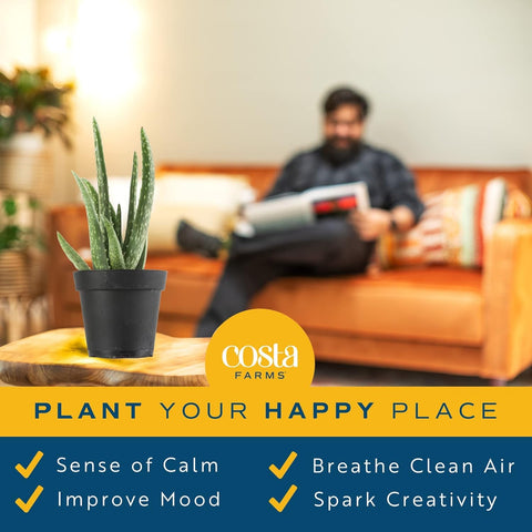 Costa Farms Aloe Vera on an office desk boosts greenery and focus.