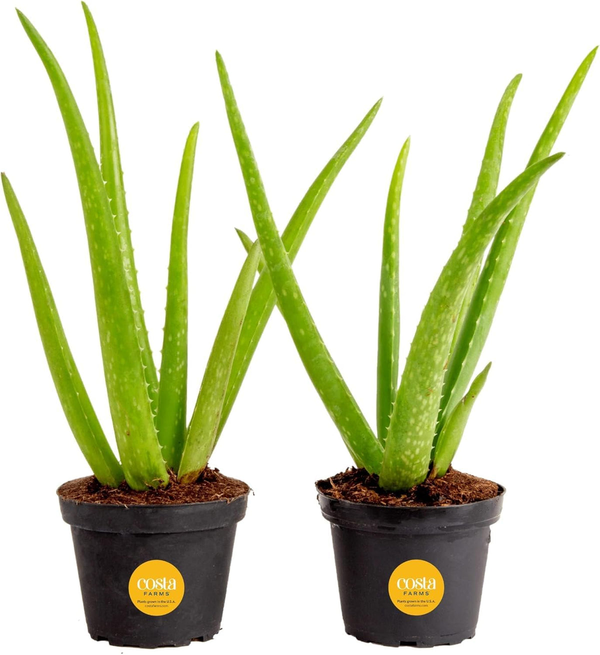 Costa Farms Aloe Vera plant in pot, image one, great for bright windowsill decor.