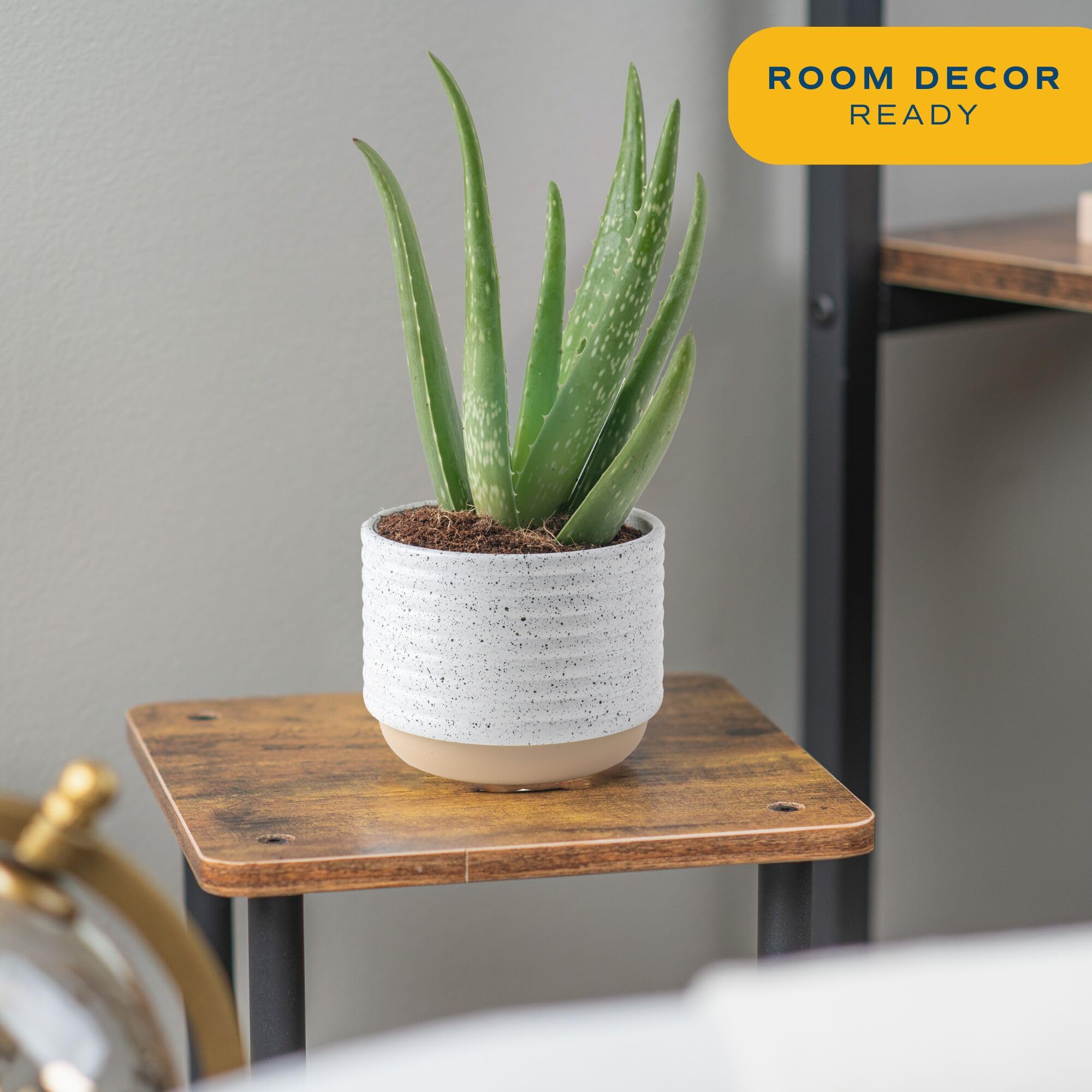 Costa Farms Aloe Vera plant in pot, image two, compact desk companion for bright spaces.