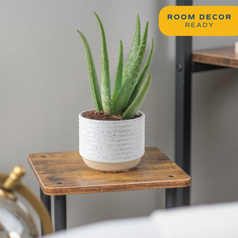 Costa Farms Aloe Vera plant in pot, image two, compact desk companion for bright spaces.