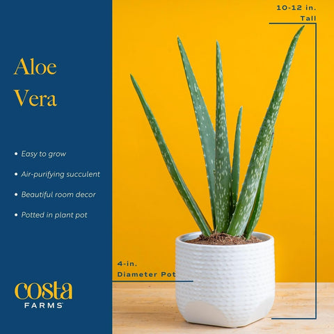 Costa Farms Aloe Vera plant in pot, image four, fresh greenery for a windowsill.