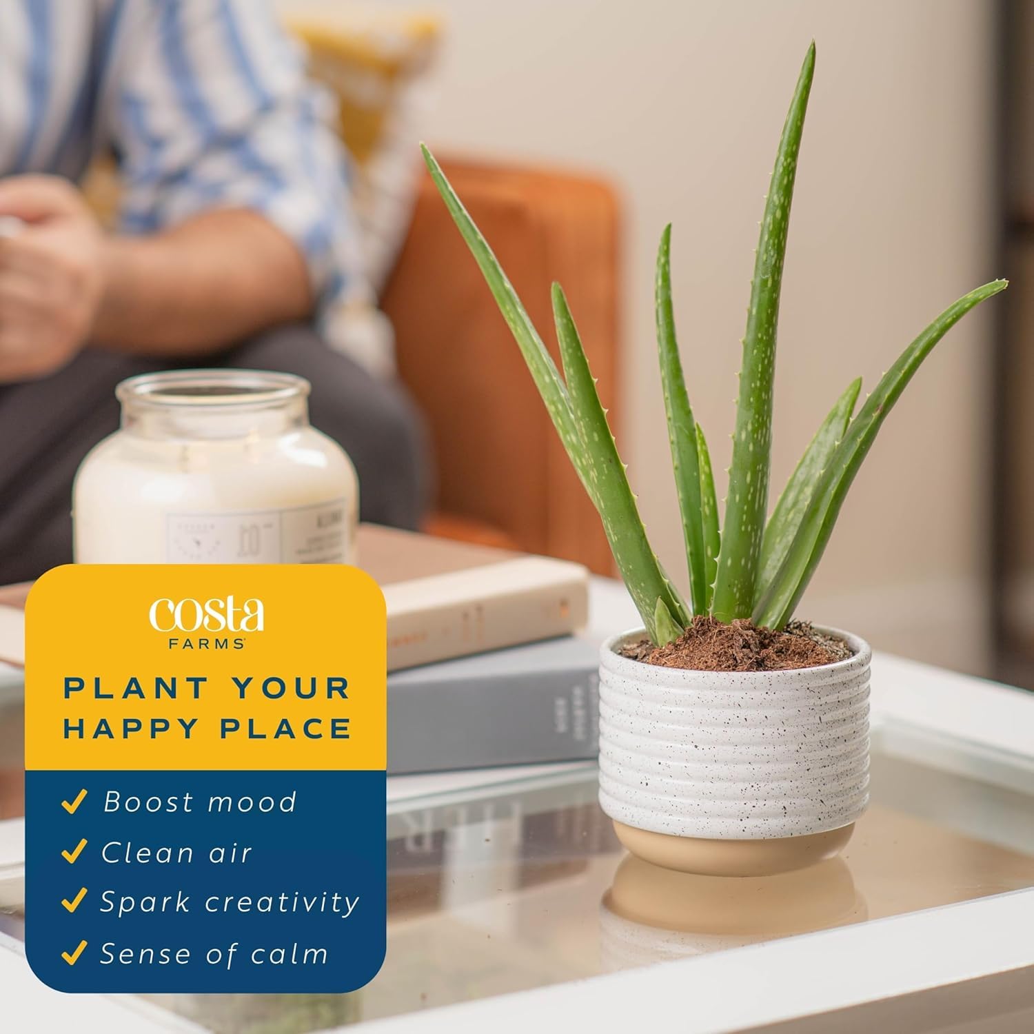 Costa Farms Aloe Vera plant in pot, image five, resilient indoor plant for home offices.