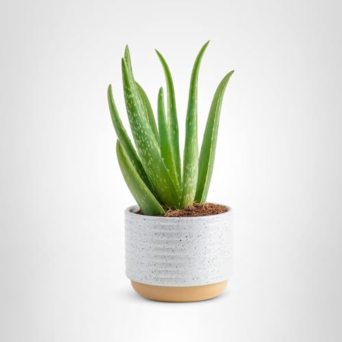 Costa Farms Aloe Vera fertilization guidance for spring and summer
