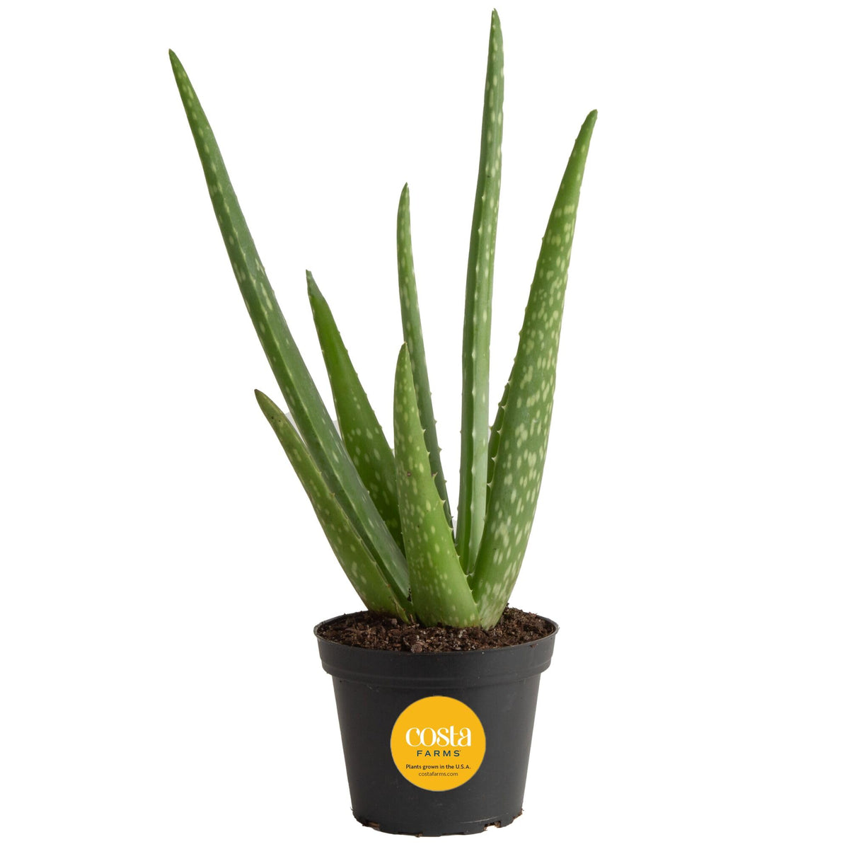 Costa Farms Aloe Vera table top decor with variegated leaves for calm ambiance.