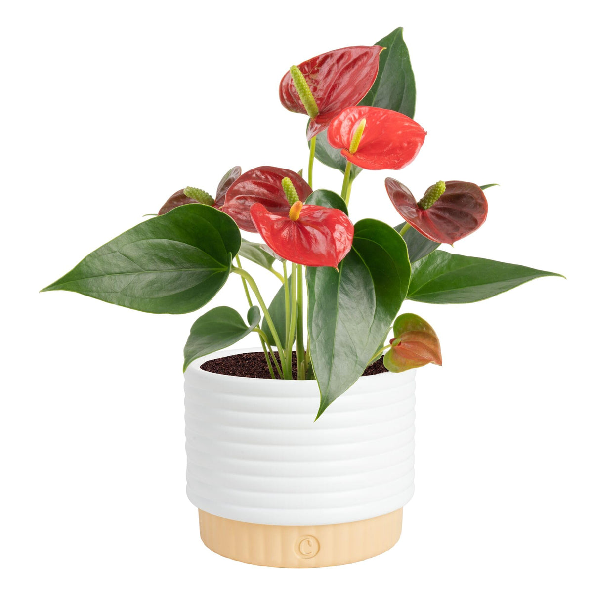 Costa Farms Anthurium Flamingo Flower bloom brightens living spaces with tropical color