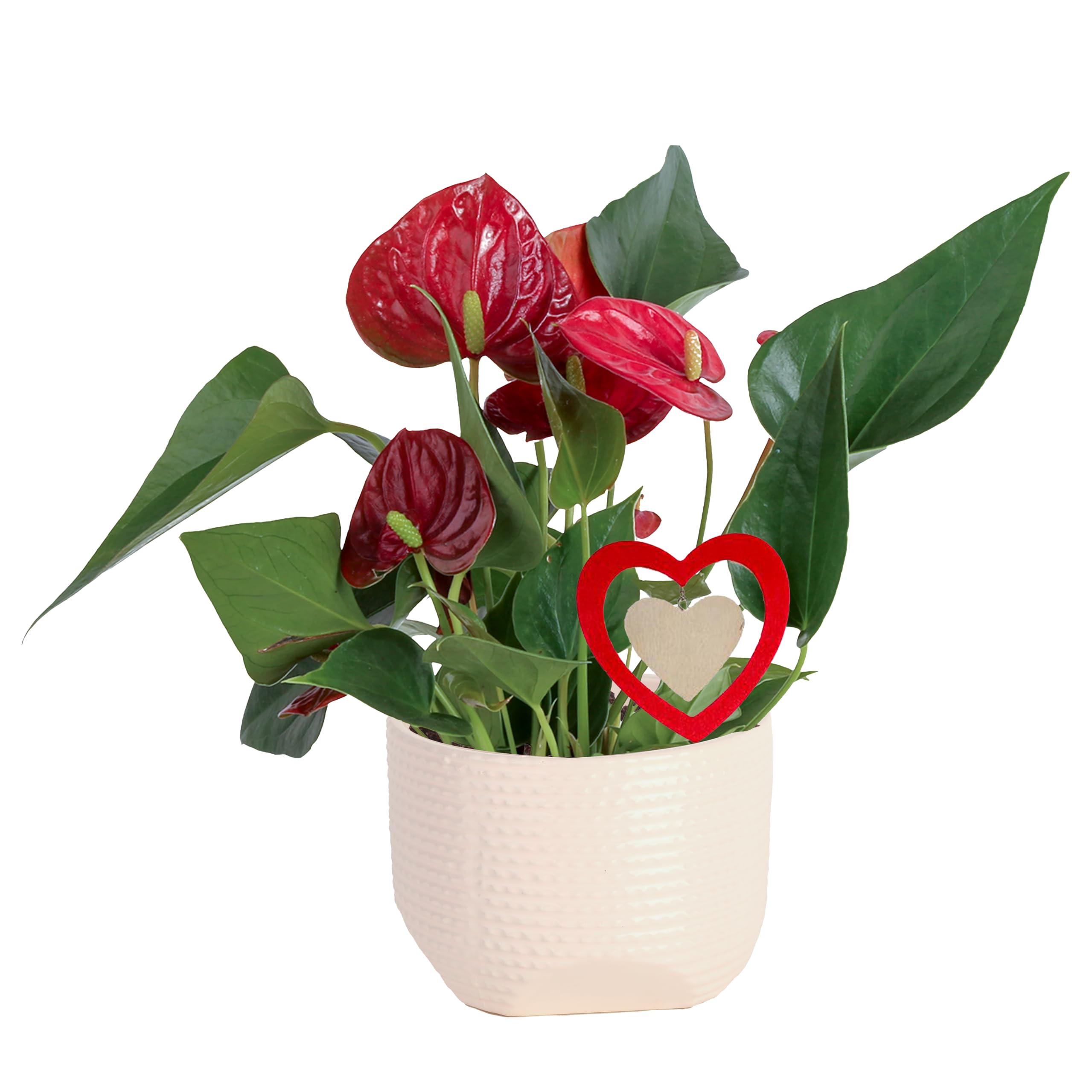 Costa Farms Anthurium flamingo flower in gray ceramic pot adds color to desks