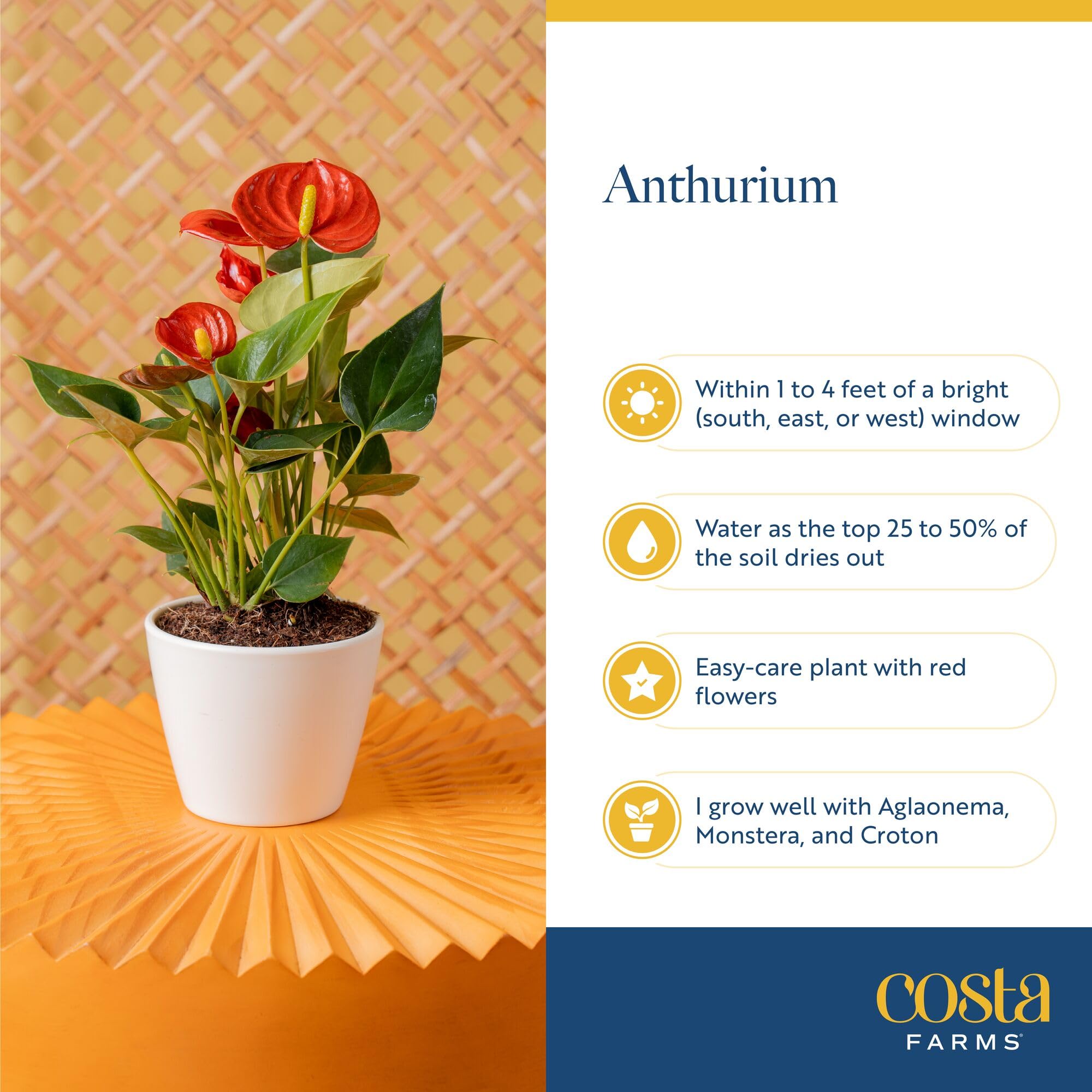 Costa Farms Anthurium office desk display brings color to workspaces