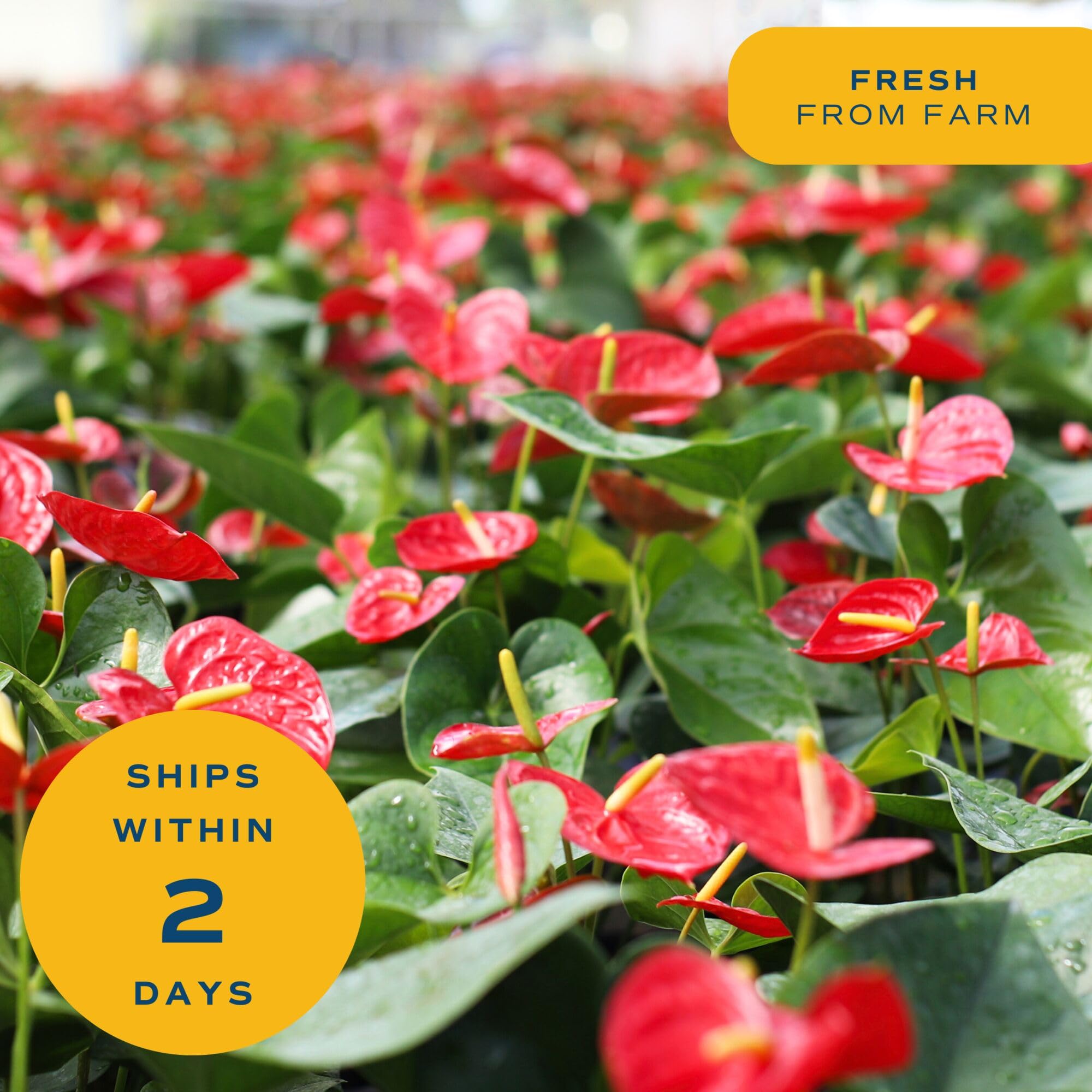 Costa Farms Anthurium packaging for delivery ensures fresh arrival