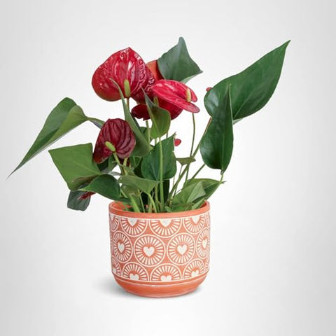 Costa Farms Anthurium complements living-room decor while purifying air