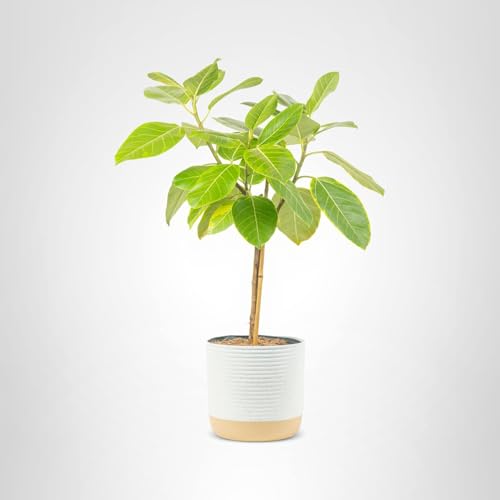 Care essentials: indirect light and topsoil drying for healthy growth.