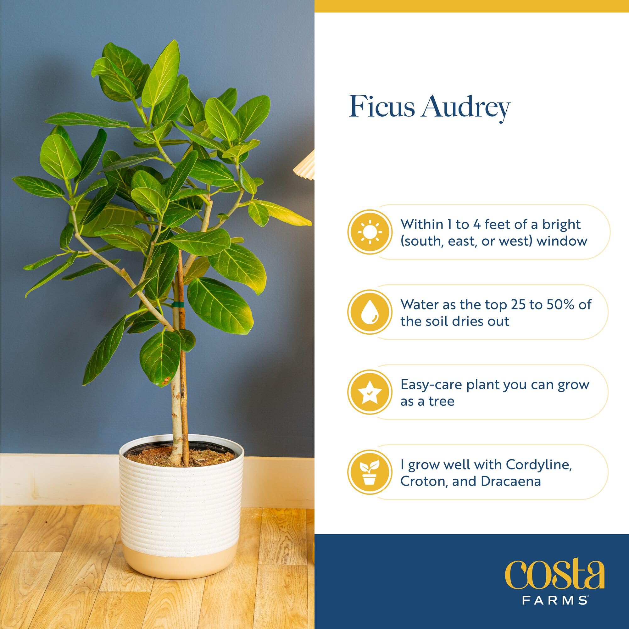 Costa Farms Audrey Ficus stands tall for a dramatic indoor statement.