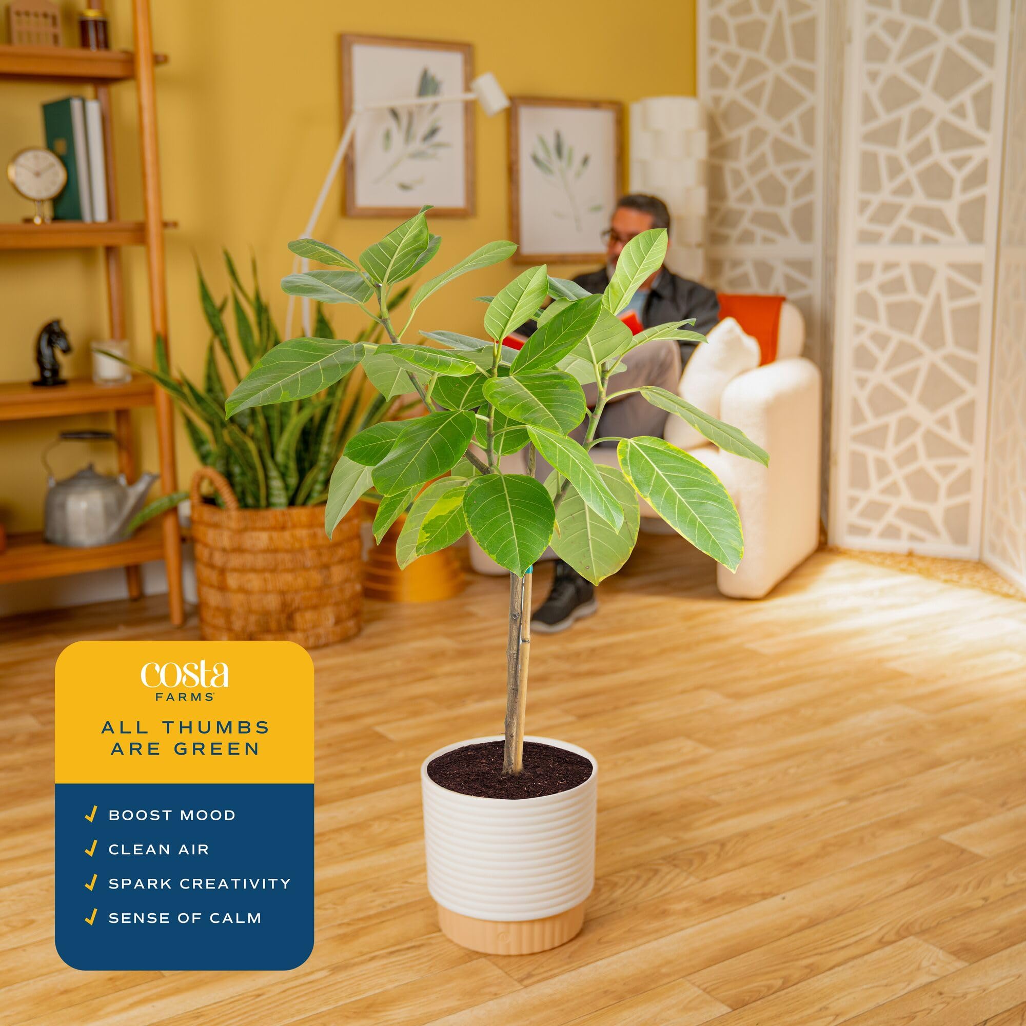 Audrey Ficus in decorative pot ready to elevate entryways or shelves.