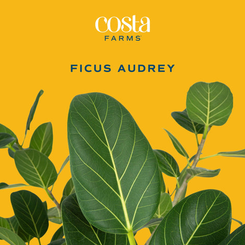 Audrey Ficus in a living room corner creates a calming focal point.