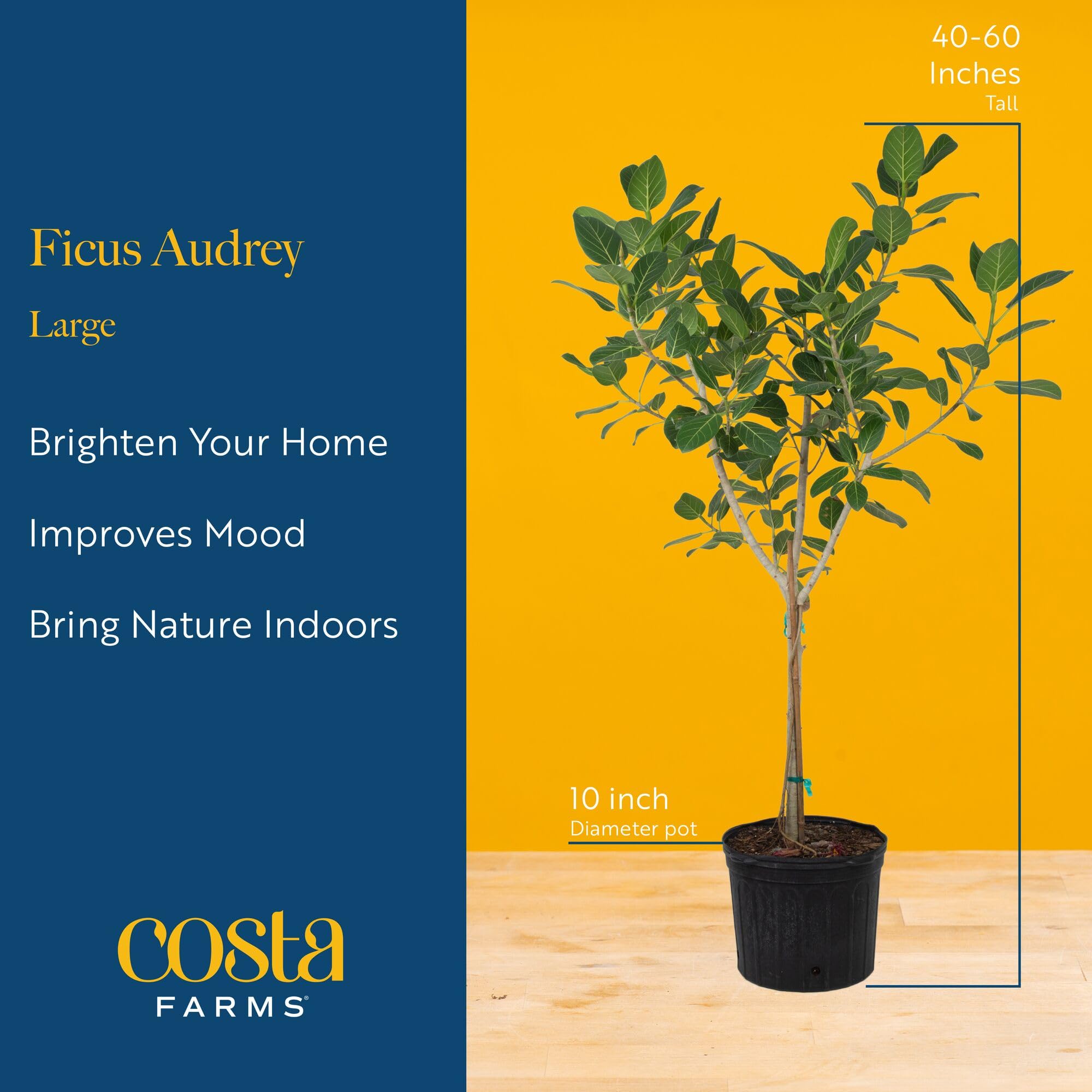 Audrey Ficus placed in an office corner for a natural, focused atmosphere.