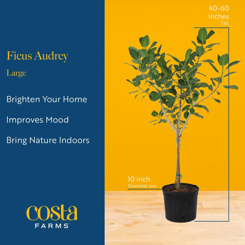Audrey Ficus placed in an office corner for a natural, focused atmosphere.