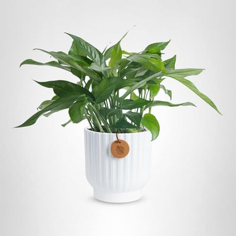 Baltic Blue Pothos care guide helps beginners grow confidently.