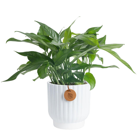 Costa Farms Baltic Blue Pothos in decorative pot adds style with easy care.